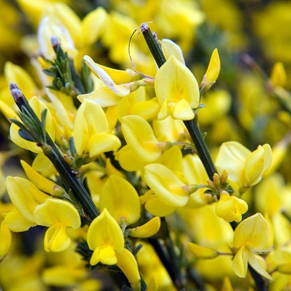 Cytisus praecox 'Allgold'