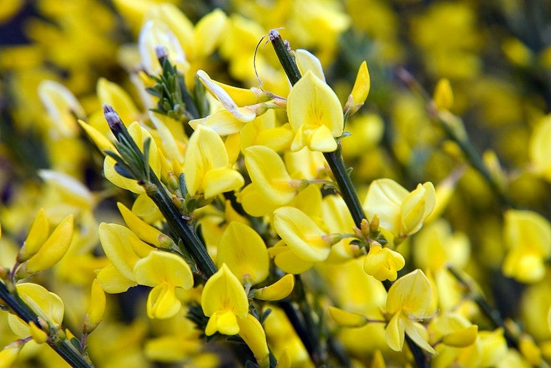 Cytisus praecox 'Allgold'