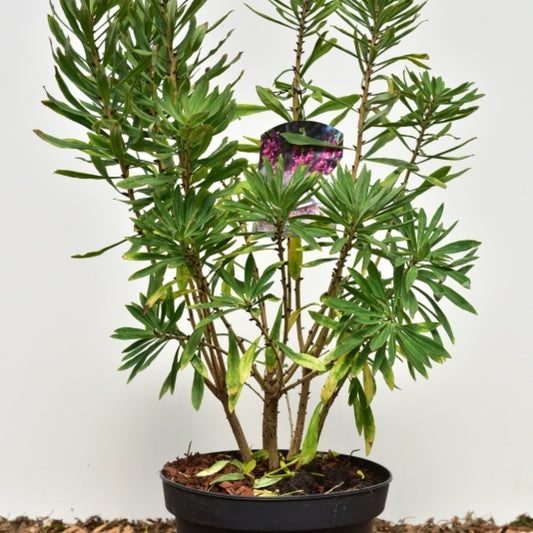 Daphne mezereum 'Rubra'