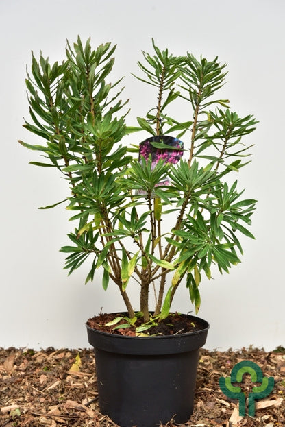 Daphne mezereum 'Rubra'