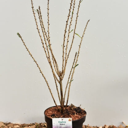 Daphne mezereum 'Rubra'
