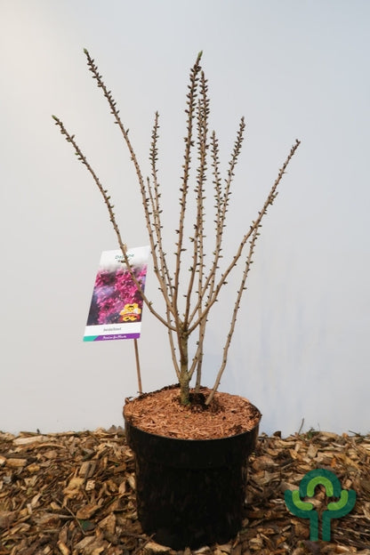 Daphne mezereum 'Rubra'