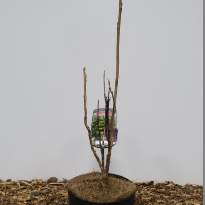 Decaisnea fargesii
