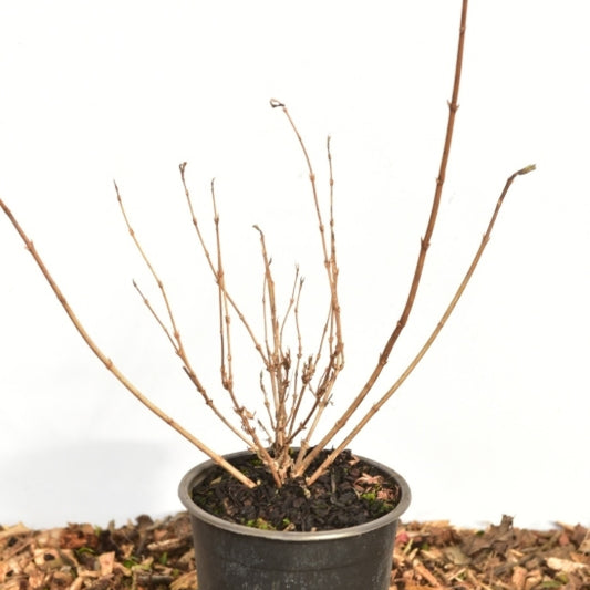 Deutzia gracilis