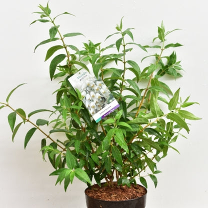 Deutzia pulchra
