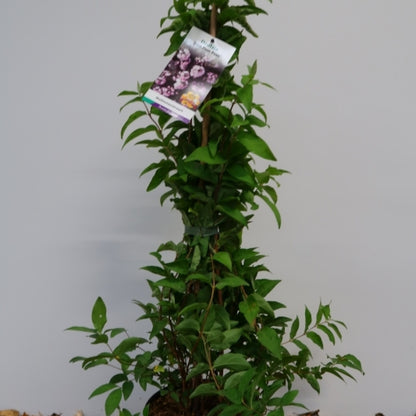 Deutzia scabra 'Pink Pom-Pom'