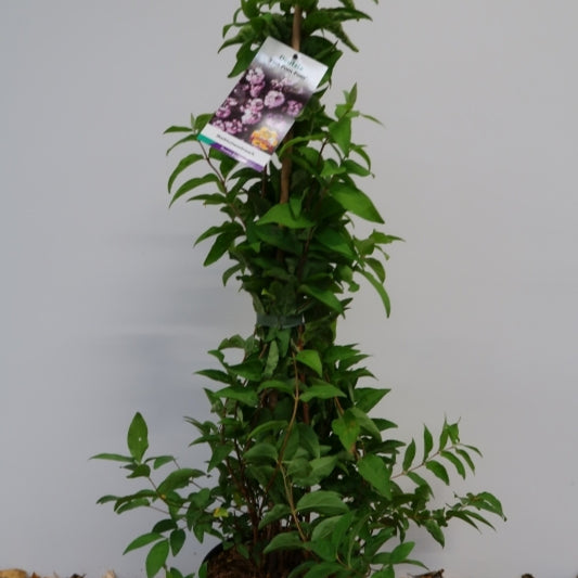 Deutzia scabra 'Pink Pom-Pom'