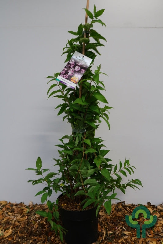 Deutzia scabra 'Pink Pom-Pom'