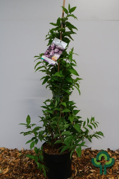 Deutzia scabra 'Pink Pom-Pom'