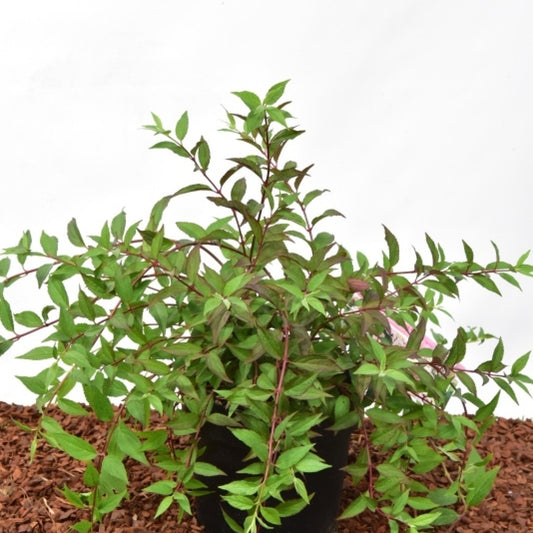 Deutzia Yuki Cherry Blossom