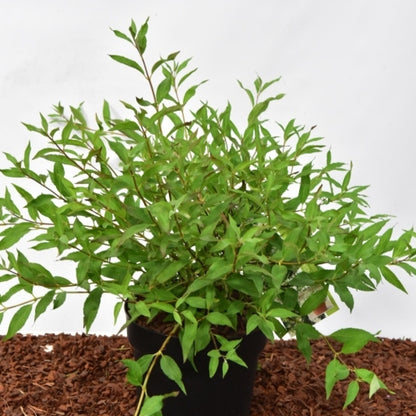 Deutzia Yuki Snowflake