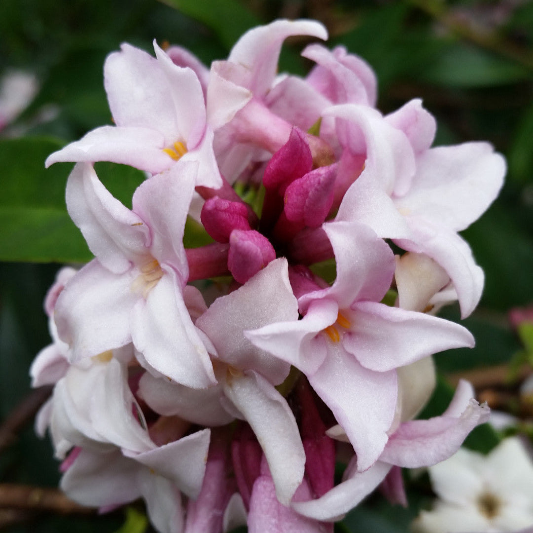 Daphne Perfume Princess