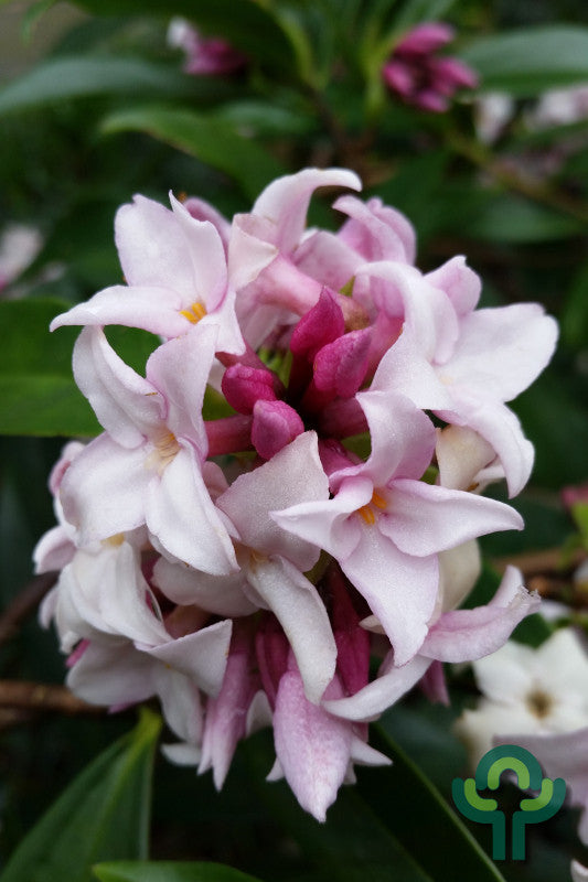 Daphne Perfume Princess