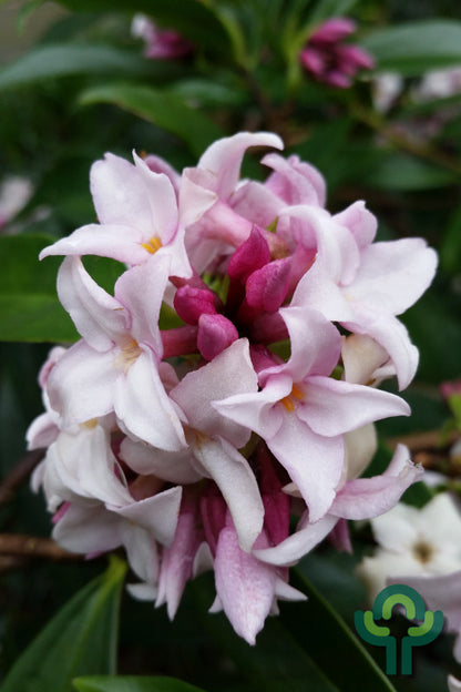 Daphne Perfume Princess