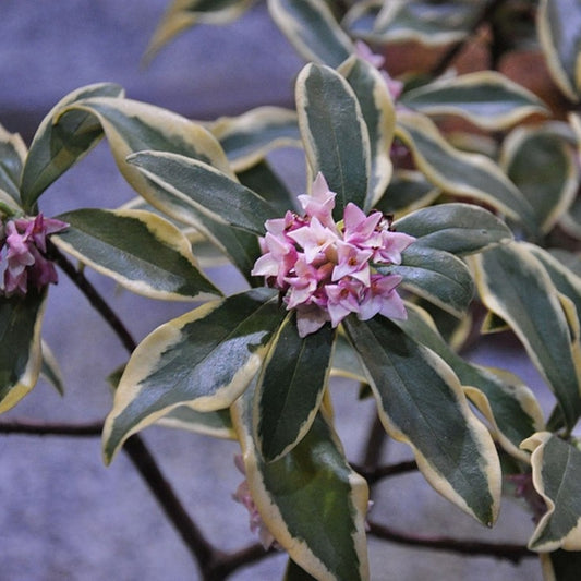 Daphne odora 'Aureomarginata'