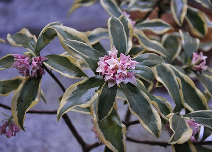 Daphne odora 'Aureomarginata'