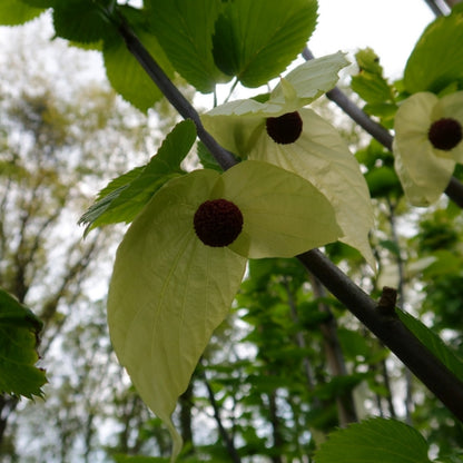 Davidia involucrata vilmoriniana