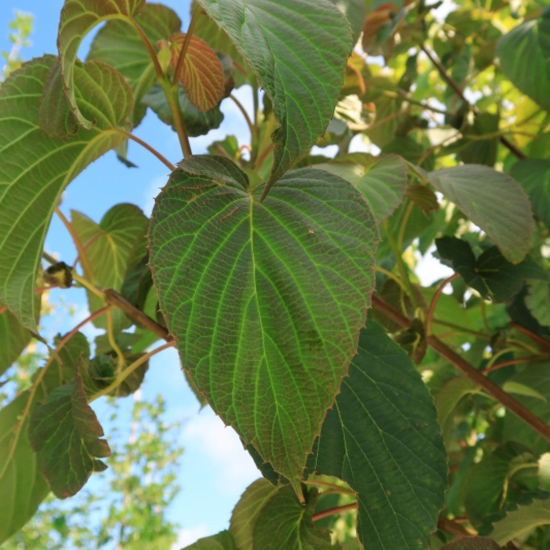 Davidia involucrata vilmoriniana