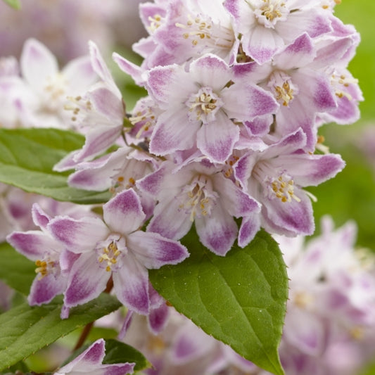 Deutzia 'Raspberry Sundae'