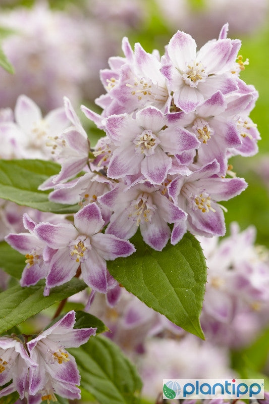 Deutzia 'Raspberry Sundae'