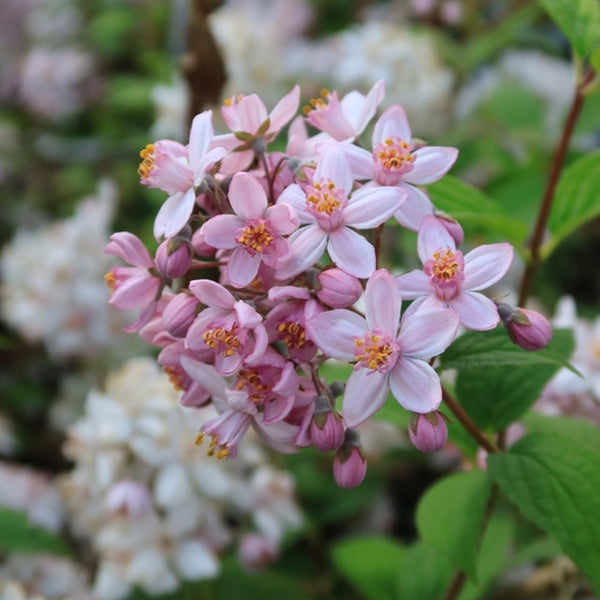 Deutzia hybrida 'Mont Rose'