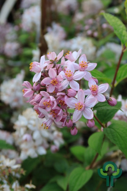 Deutzia hybrida 'Mont Rose'