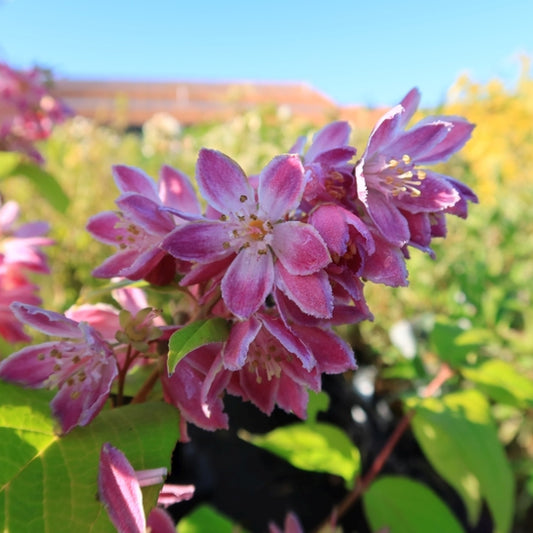 Deutzia hybrida 'Strawberry Fields'