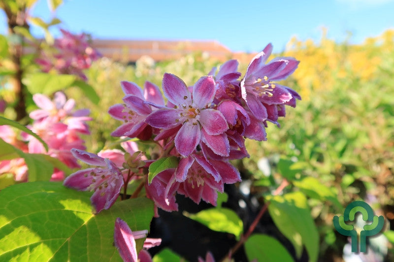 Deutzia hybrida 'Strawberry Fields'