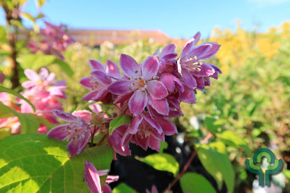 Deutzia hybrida 'Strawberry Fields'