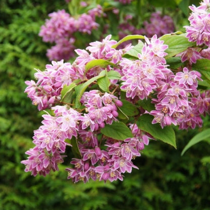 Deutzia hybrida 'Tourbillon Rouge'