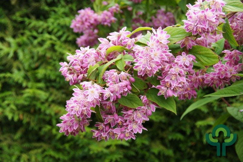 Deutzia hybrida 'Tourbillon Rouge'