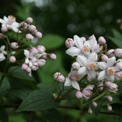 Deutzia purpurascens 'Kalmiiflora'