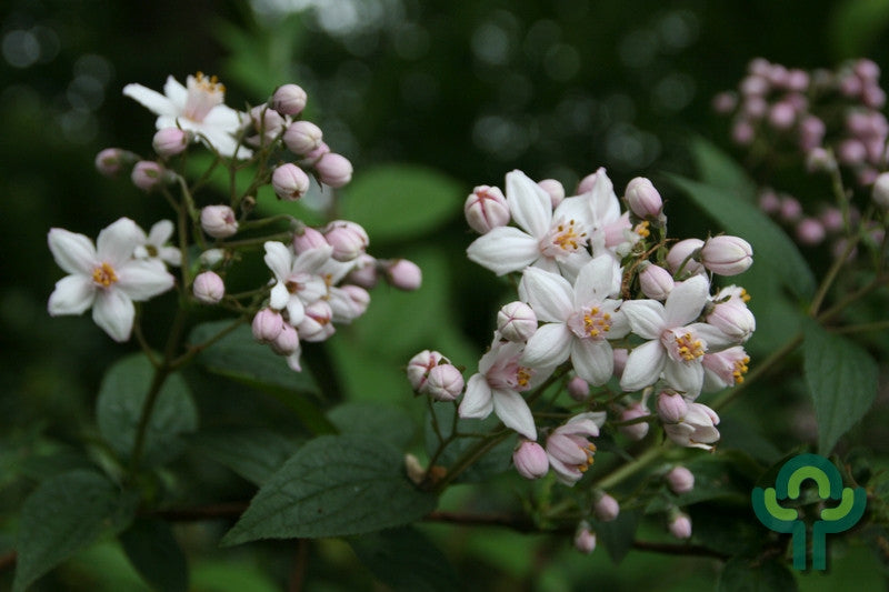 Deutzia purpurascens 'Kalmiiflora'