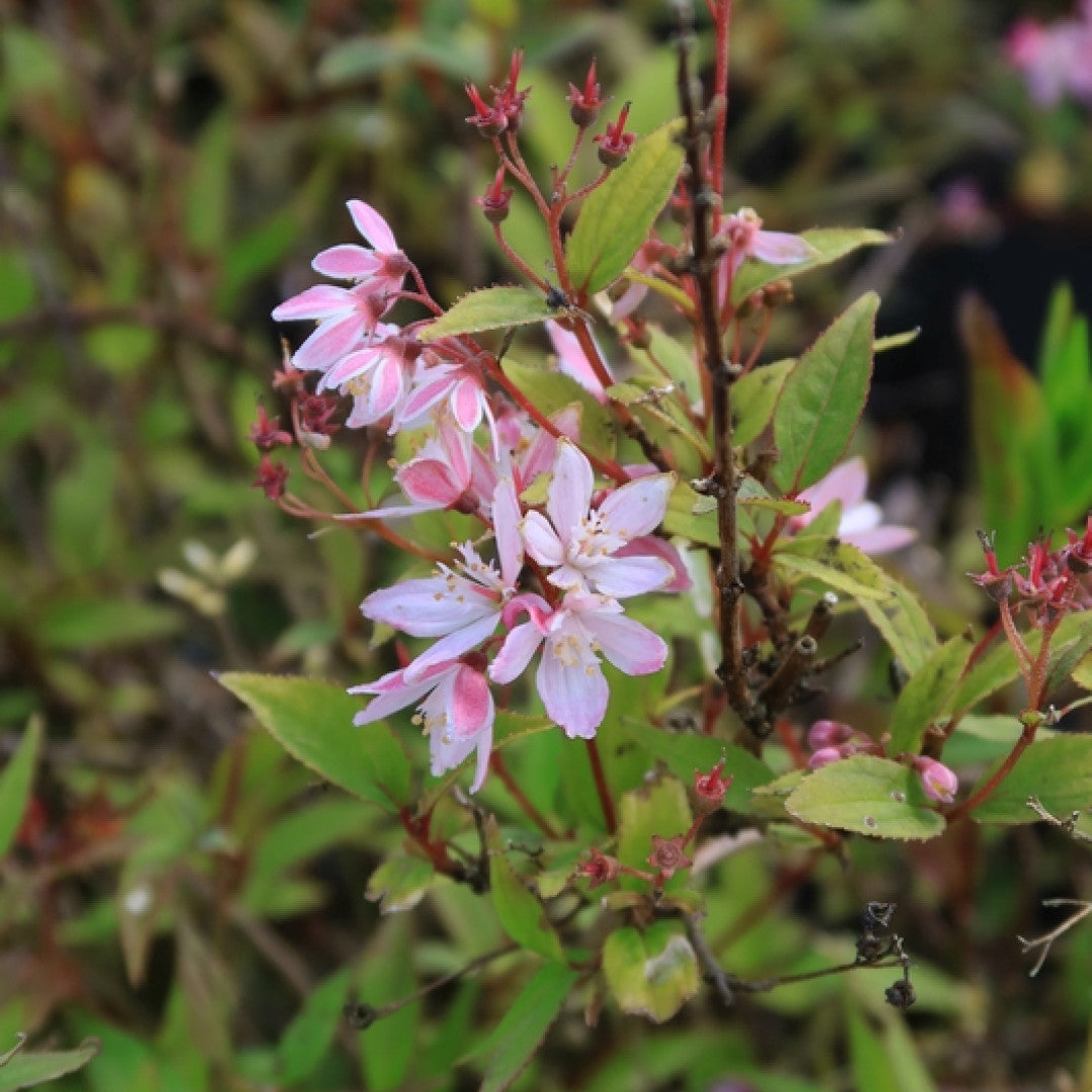 Deutzia Yuki Cherry Blossom