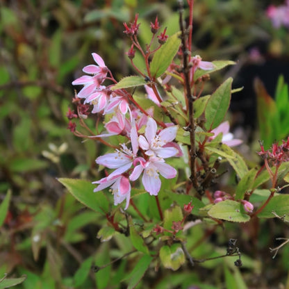 Deutzia Yuki Cherry Blossom