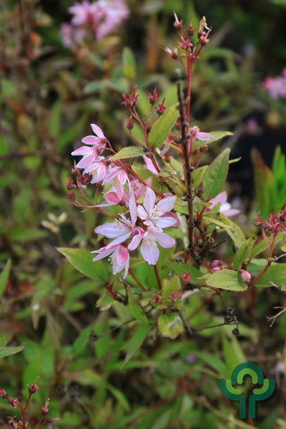 Deutzia Yuki Cherry Blossom