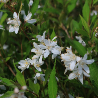 Deutzia Yuki Snowflake