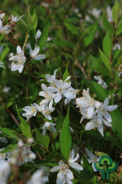 Deutzia Yuki Snowflake