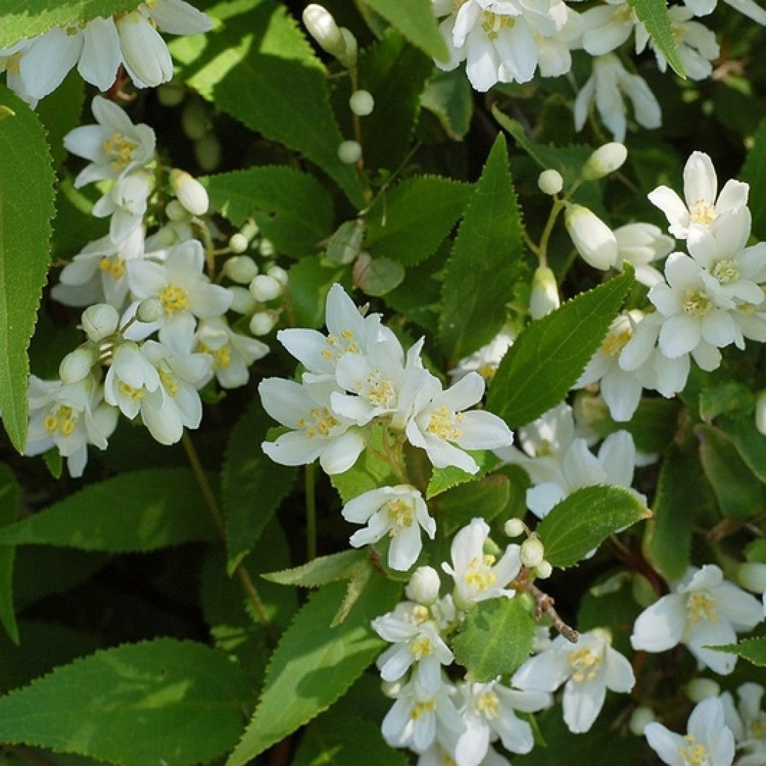 Deutzia gracilis 'Nikko'