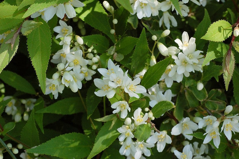 Deutzia gracilis 'Nikko'
