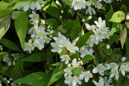 Deutzia gracilis 'Nikko'