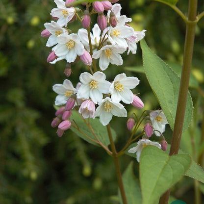 Deutzia gracilis