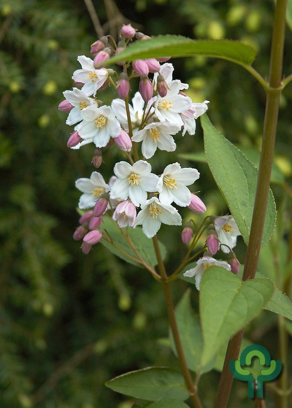 Deutzia gracilis