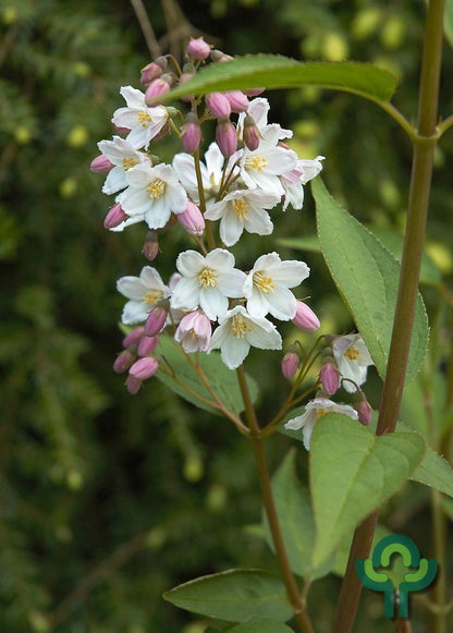 Deutzia gracilis