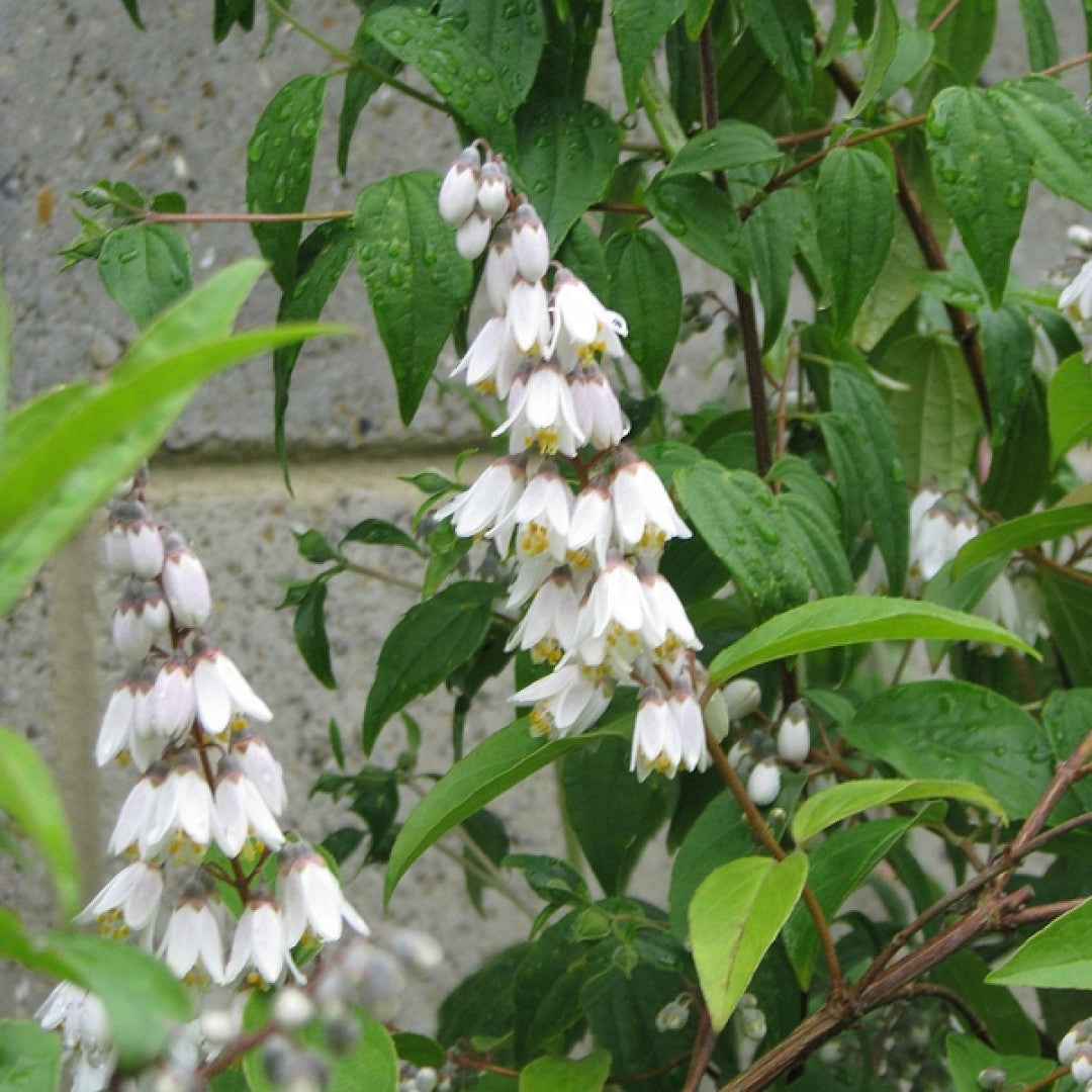 Deutzia pulchra