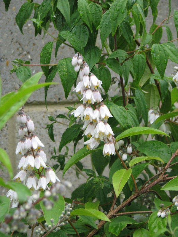 Deutzia pulchra