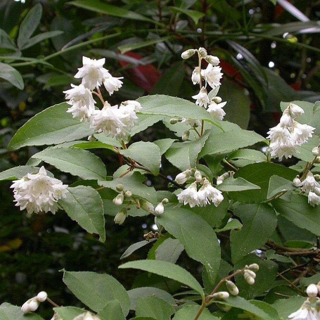 Deutzia scabra 'Plena'
