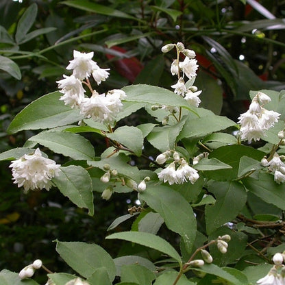 Deutzia scabra 'Plena'
