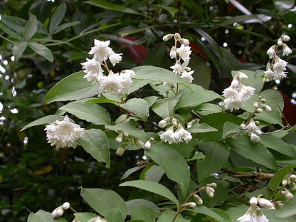 Deutzia scabra 'Plena'