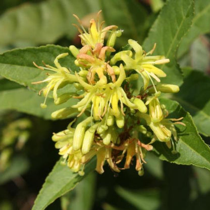 Diervilla sessilifolia 'Butterfly'